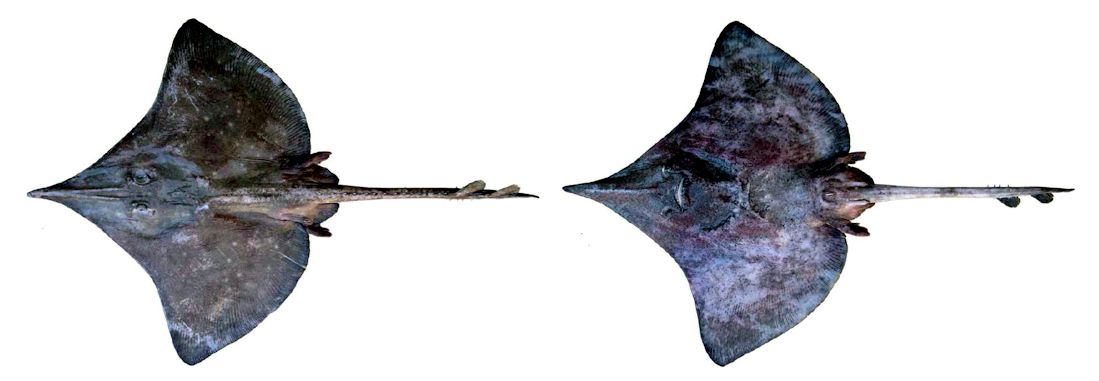 Dipturus oxyrhinchus_07.jpg